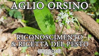 Aglio orsino  riconoscimento e ricetta del pesto [upl. by Pamelina]