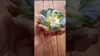 Echeveria Heart Delight 🩷❤️ Gordita bella viral cactus short suculents suculentas echeverias [upl. by Larrad703]