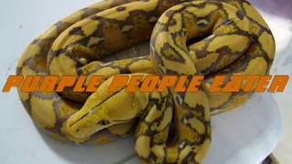 AZ Reticulated Python Morphs [upl. by Eemla283]