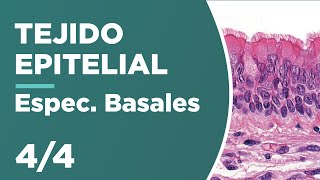 TEJIDO EPITELIAL 44 Especializaciones Basales 🔬 [upl. by Ardnuhsed189]