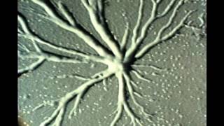 Identifying Slime Mold [upl. by Aicelef778]