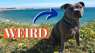 5 Weird Facts About Staffordshire Bull Terriers [upl. by Efron]