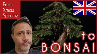 From xmas spruce to bonsai [upl. by Atilem603]