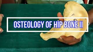 Osteology of Hip bone II Side side determination  Anatomical Position  Attachments  Applied [upl. by Otrebire]