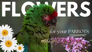 Enrichment ideas for parrots  Using safe flowers for parrots  World Parrot Trust [upl. by Squire]