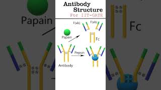 Antibody structure animation antibody [upl. by Ydollem913]