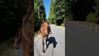 Best Horse Walking Clip Clop ASMR Sound Ever shorts mustang horse [upl. by Eninahs847]