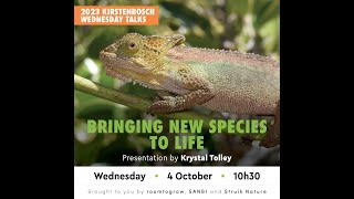 Bringing New Species to Life The Discovery of the Grootvaadesbosch dwarf Chameleon [upl. by Karney]