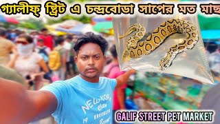 গ্যালীফ্ ষ্ট্রিটে চন্দ্রবোডা সাপের মত রঙিন মাছ  Recent Galif Street Pet Market Fish Price pets [upl. by Natye]