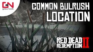 Red Dead Online  Common Bulrush Location  5 Common Bulrush Picked  Daily Challenge [upl. by Irtimd]