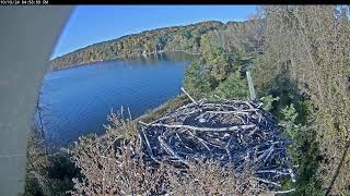 Salt Point Osprey Cam [upl. by Mendez]