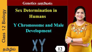 Y Chromosome and Male Development [upl. by Pomeroy]