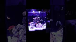 Creating a reef aquarium in 100 days 🪸🐟 Red Sea Max Nano G2 reeftank nanoaquarium aquarium [upl. by Ailasor]