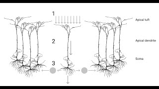 The Koha Code  A Biological Theory of Memory [upl. by Anen]