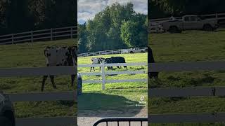 Holstein Friesian cows cow [upl. by Eremihc]