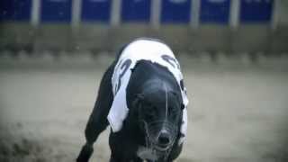 Carrera Perro Galgo Ingles en Camara Lenta Slow Motion [upl. by Auqenahc358]