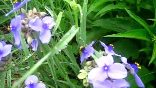 Ohio Spiderwort is a Good Native Pollinator [upl. by Ecnatsnok]