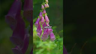 5 Most Poisonous Plants You Should Never Touch ☠️🌿 poisonousplants naturefacts ytshorts shorts [upl. by Christin]