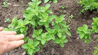 STEVIA Everything you need to know about how to harvest dry and store it [upl. by Barcot480]