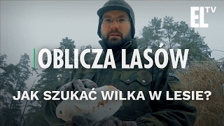 Jak szukać wilka w lesie  Oblicza lasów 11 [upl. by Isteb]