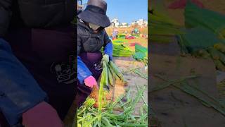 Healthy Cooking with Chinese Celery Tips amp Tricks shorts farming [upl. by Sibelle]