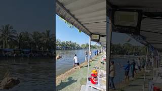 Câu cá kiểu ối dồi ôi🤣🤣 fishing cauca [upl. by Enitsirk]