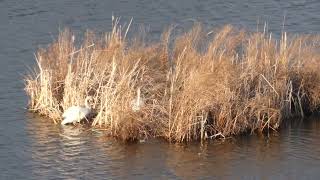 Rush Lake nesting site [upl. by O'Doneven]