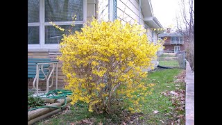 Forsythia suspensa  Forsythia [upl. by Teresa687]