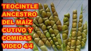 EL TEOCINTLE ANCESTRO DEL MAÍZ PARTE 44 PREPARACIÓN DE ALIMENTOS [upl. by Rexanna]