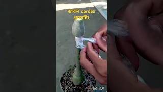 এডেনিয়াম ডাবল Cordex গ্রাফটিংযারা গ্রাফ সম্পর্কে যানতে চানভিডিওটা দেখুন।plantsflowersbdgarden [upl. by Euqirrne]