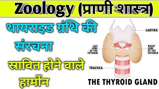 थायराइड ग्रंथि की संरचनाहार्मोनकार्यप्रकार thyroid granthi ki sanrachna And Hormone bsc hormone [upl. by Engeddi341]