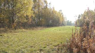 Late October countryside meadow sorrounded by birchs with yellowing leaves [upl. by Mara44]