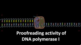 Proofreading activity of DNA polymerase 1 in E coli [upl. by Chandra]