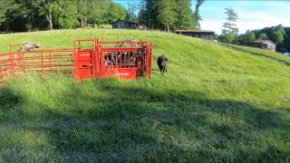 Tarter CattleMaster Squeeze Chute Series 3 Auto Head Gate Walk Around [upl. by Adnylam]