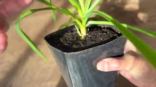 Spider Plant  Root Pruning Update [upl. by Ahsaten]