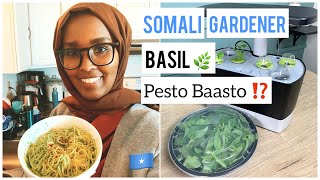 Somali Gardener Fresh Basil to make Pesto Baasto 🌿  Beertayda [upl. by Fasano]