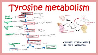 Tyrosine metabolism and related disorders  Phenyl ketonuria Alkaptonuria and Tyrosenimia [upl. by Erina]