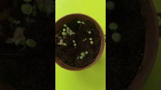 Growing kiwi plant from seed grow indoors tropicalgrowingytshorts telugushortsteluguvlogs [upl. by Assilen600]