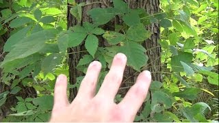 5 Poisonous Plants To Avoid While Foraging Wild Edibles [upl. by Hatnamas]