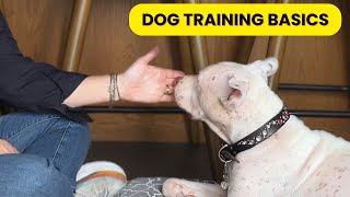 Building Dog Training Basics Why Its Important [upl. by Roderic441]