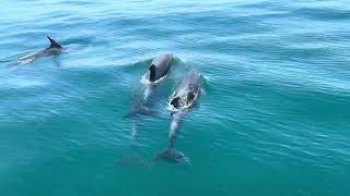 Dolphins Trips on Catamaran Dragon de Oro dolphin catamaran summer costadelsol [upl. by Darrey469]