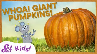 Why Do Pumpkins Get So Big  SciShow Kids [upl. by Aihsiek]