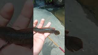 Mancing Ikan Channa Limbata Di Spot Pegunungan Air Jernih shorts [upl. by Bergeman]