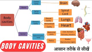 Body Cavities  Anatomy and Physiology  Hindi [upl. by Ivon]