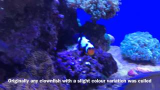 Bobby the Black ice Clownfish Amphiprion Ocellaris [upl. by Ulda]