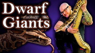 Top 5 HUGE Snakes That Come In Dwarf Sized Alternatives [upl. by Arlyn476]