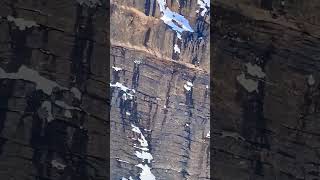 Snow leopard runs on cliff 😱🫡 shorts snowleopard wildlife ytshorts amazing [upl. by Ettenal]