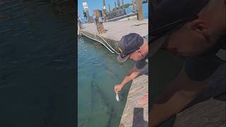 Would You Hand Feed a Tarpon 🐟 fishing tarpon tarponfishing florida keywestlife shortsfishing [upl. by Lillian825]