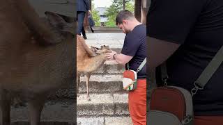 Polite Nara Deer Bowing for Treats [upl. by Melinde]