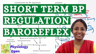 Baroreceptor reflex physiology short term regulation of blood pressure  CVS Physiology  MBBS [upl. by Nocaj]